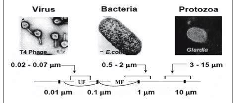 microorganisms that are similar to bacteria in size